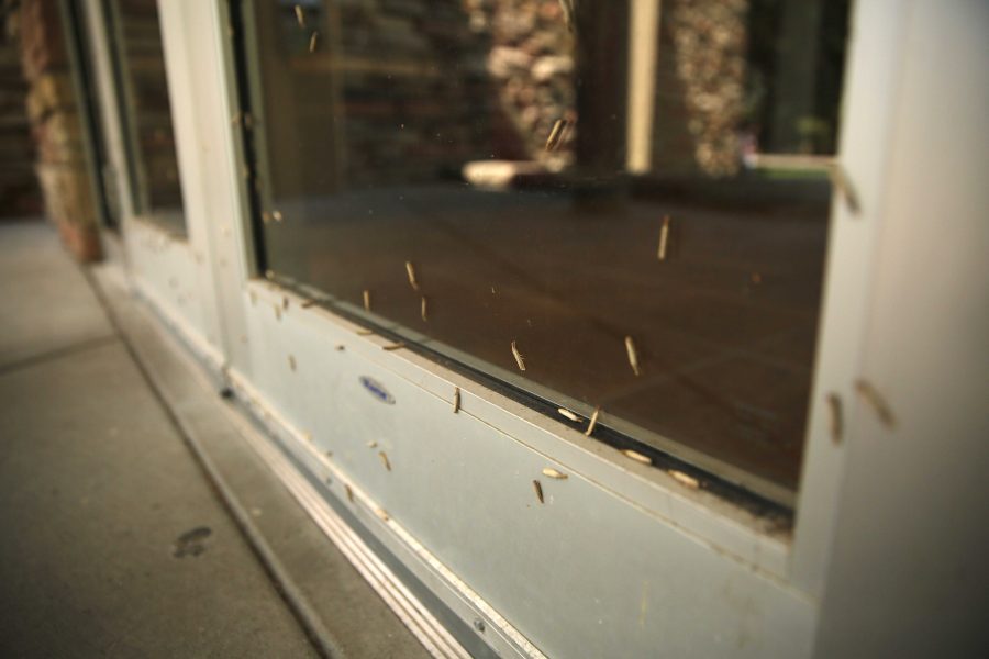 A large group of vagabond crambus moths rest on the outside of a door at the Plant Sciences building on Friday morning. (Forrest Czarnecki | Collegian)