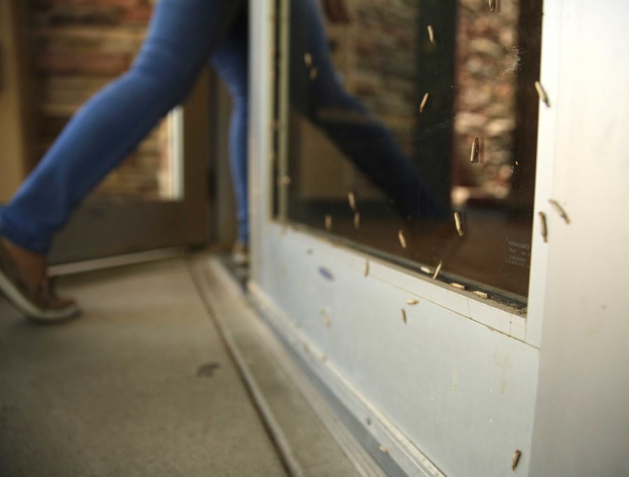 Large numbers of vagabond crambus moths rest on the outside of a door at the Plant Sciences building on Friday morning. (Forrest Czarnecki | Collegian)