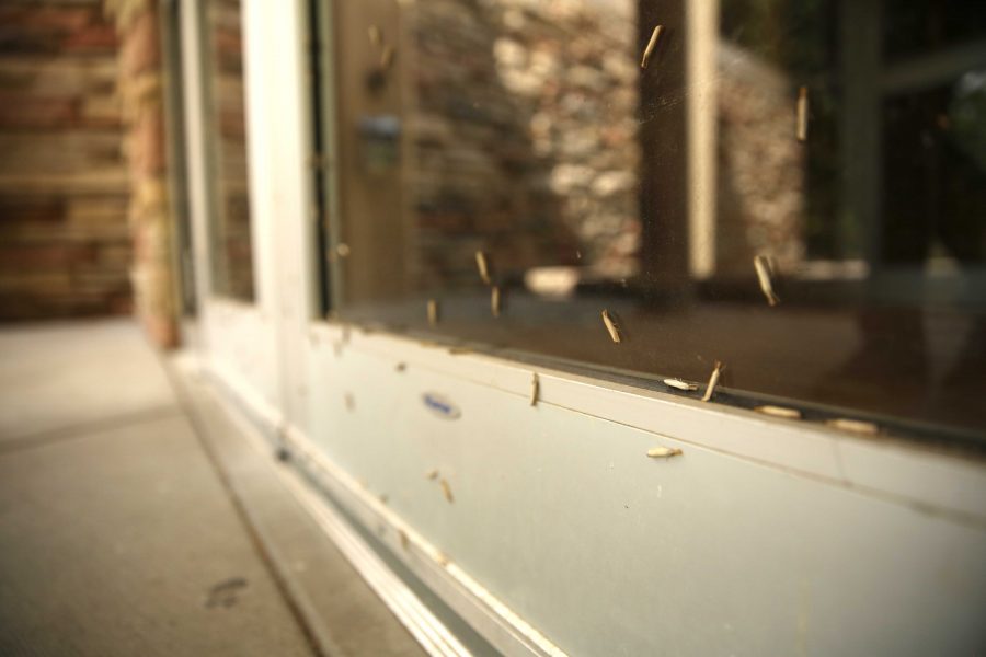 Large numbers of vagabond crambus moths rest on the outside of a door at the Plant Sciences building on Friday morning. (Forrest Czarnecki | Collegian)