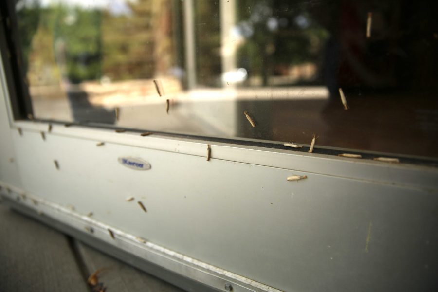 Large numbers of vagabond crambus moths rest on the outside of a door at the Plant Sciences building on Friday morning.