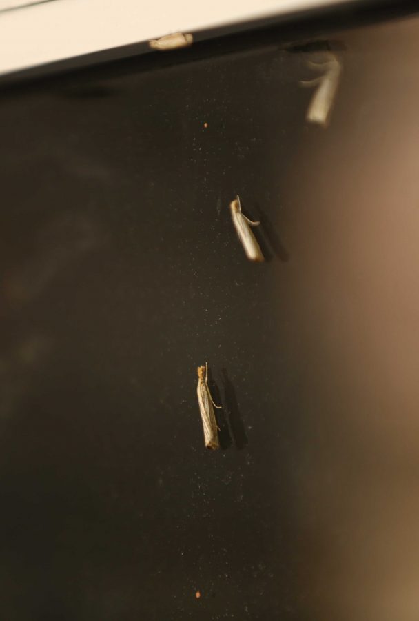 Vagabond crambus moths rest on the outside of a door at the Plant Sciences building on Friday morning. (Forrest Czarnecki | Collegian)