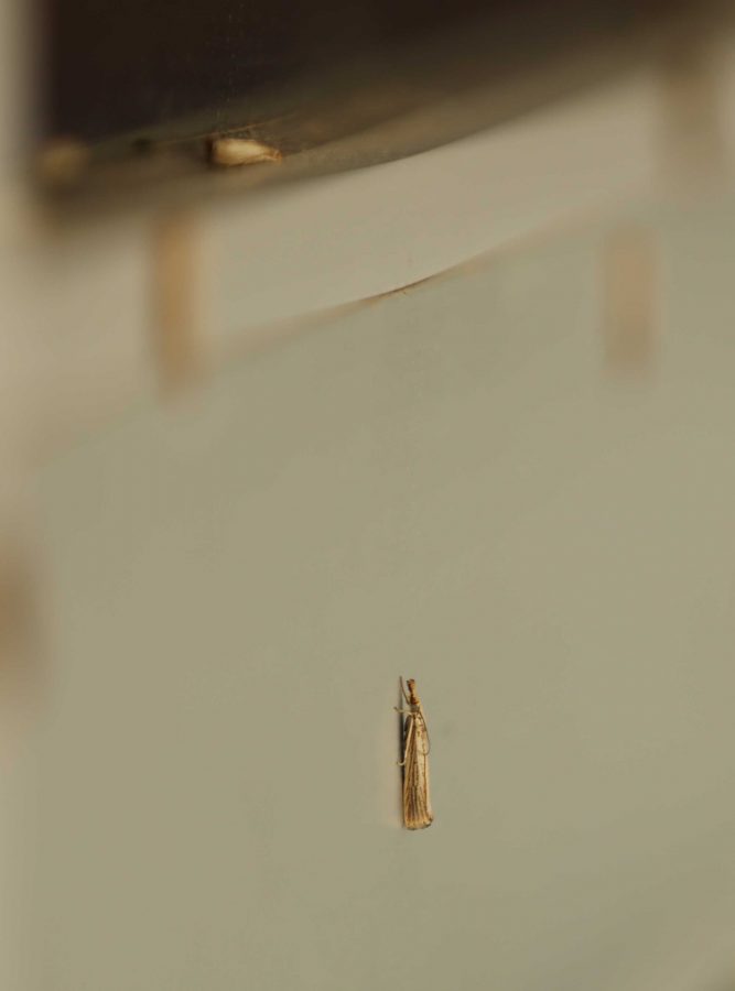 A vagabond crambus moth rests on the outside of a door at the Plant Sciences building on Friday morning. (Forrest Czarnecki | Collegian)
