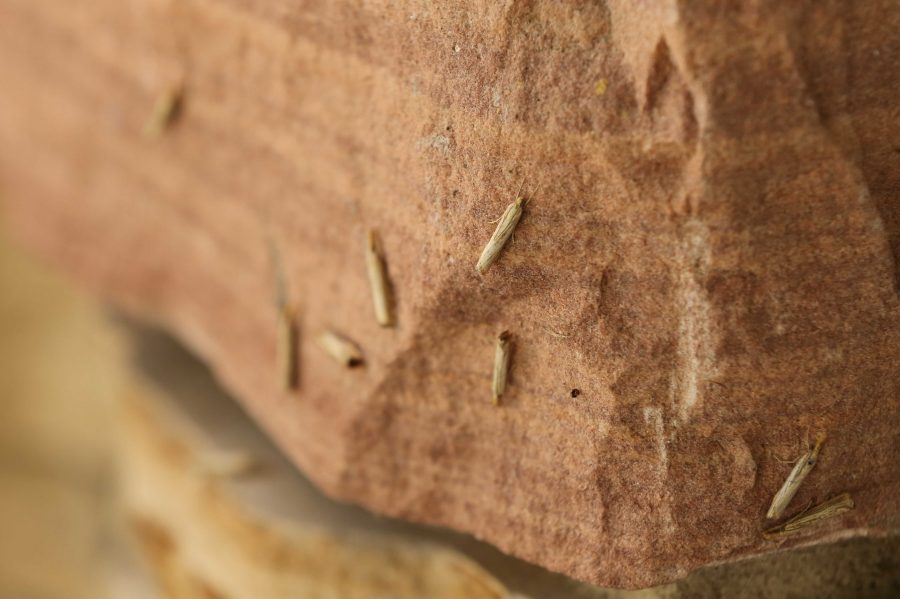 Large numbers of vagabond crambus moths rest on the outside of the Plant Sciences building on Friday morning. (Forrest Czarnecki | Collegian)