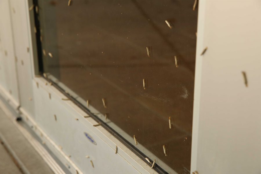 Large numbers of vagabond crambus moths rest on the outside of a door at the Plant Sciences building on Friday morning. (Forrest Czarnecki | Collegian)