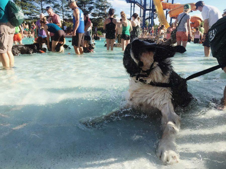 Dogs from all around Fort Collins gather at City Park Pool to participate in the Pooch Plunge. Photo credit: Miranda Moses