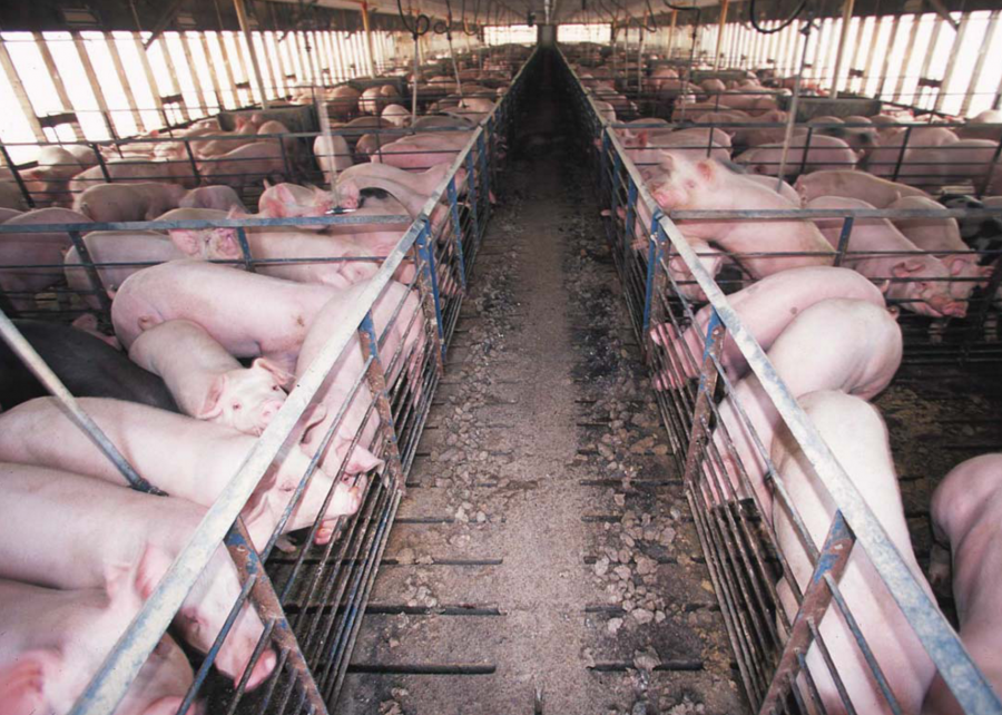 Should we continue factory farming or not?