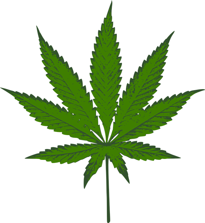 Ortiz: Cannabis bars should be legal
