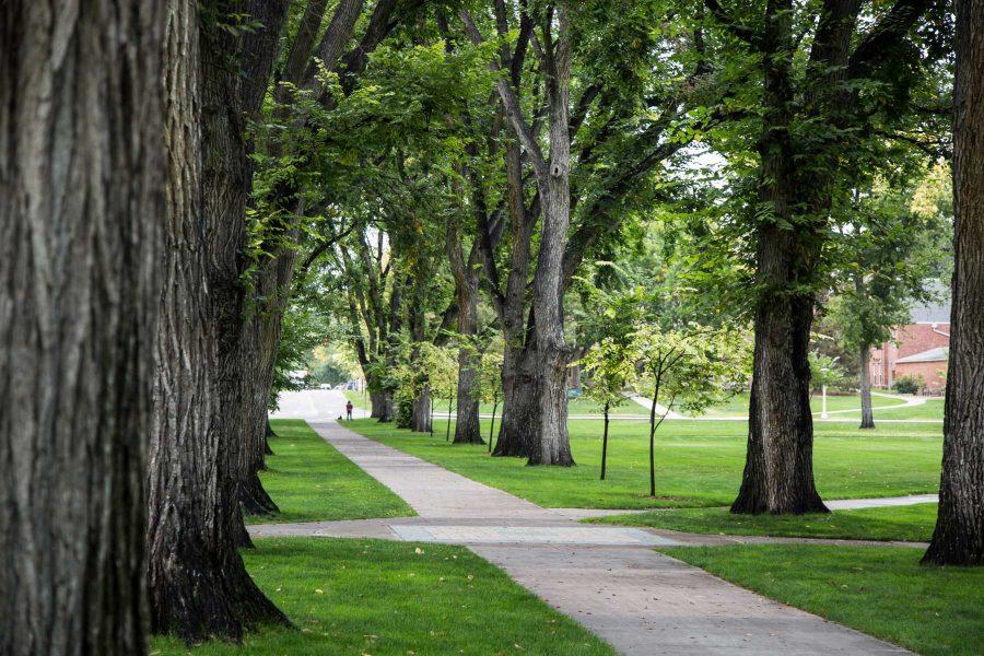 One walnut tree to be removed, historical American Elm trees to remain on the Oval