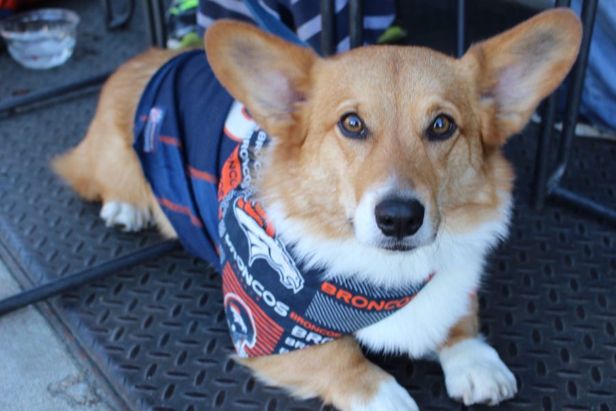Wilbur dressed as a Bronco's fan. Photo credit: Maegan Garcia