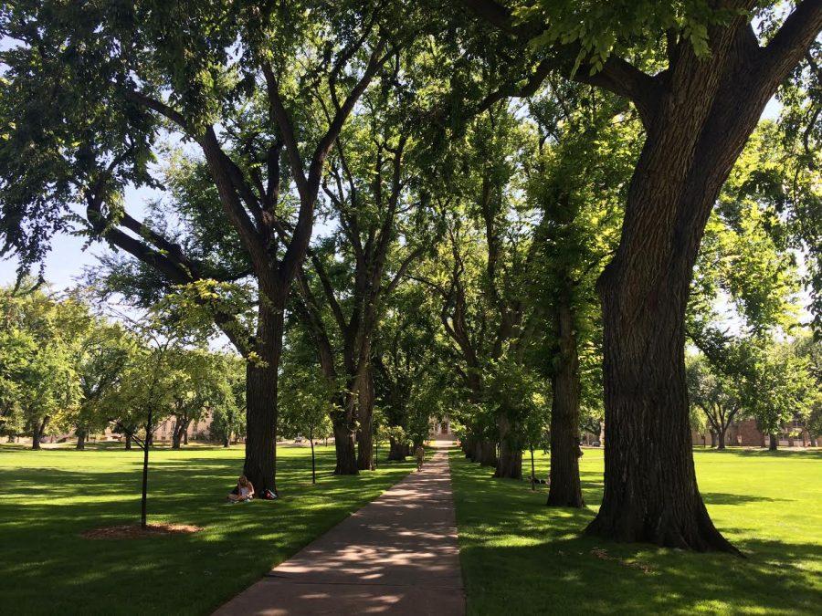 A student sits and studies under a tree in the Oval on the Colorado State University campus. Photo credit: Audrey Potter