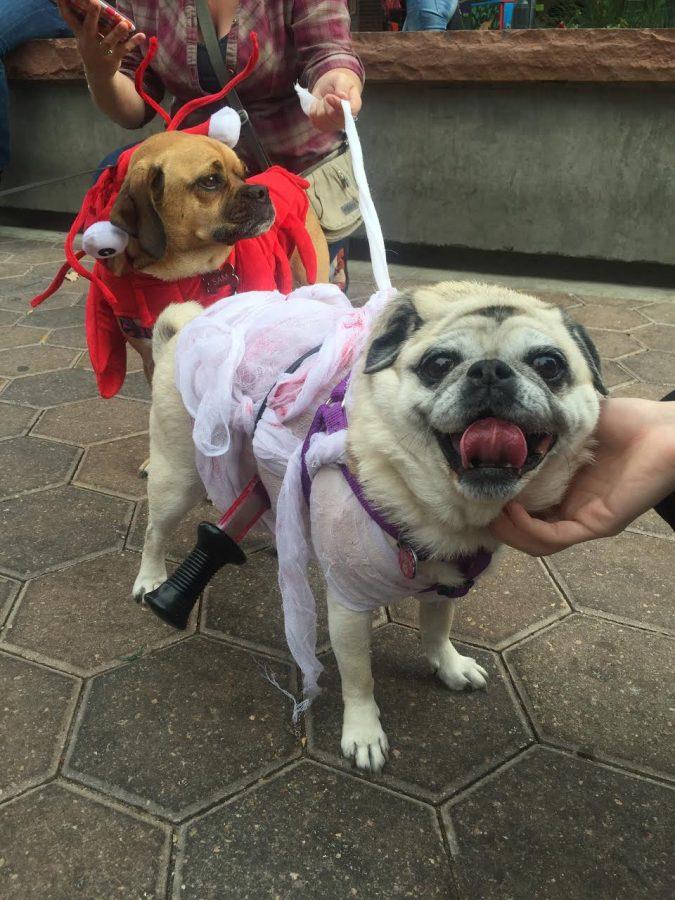A pug named Gwen attends the Annual Fort Collins Pug Play Group Halloween Parade. Photo credit: Miranda Moses