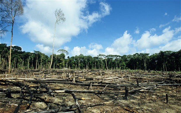 Ways that YOU, yes you, contribute to deforestation