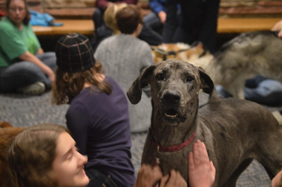 Kerri, a great dane, poses for the camera at Allison Halls Pet Night Nov. 30, 2016 in Fort Collins, Colo. Photo credit: Nathan Kaplan