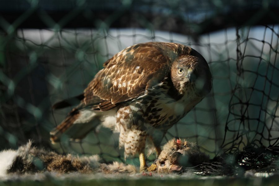 A Ferruginous Hawk feeds on a rabbit inside the practice batting nets by the softball field on Sunday morning. (Forrest Czarnecki | Collegian)