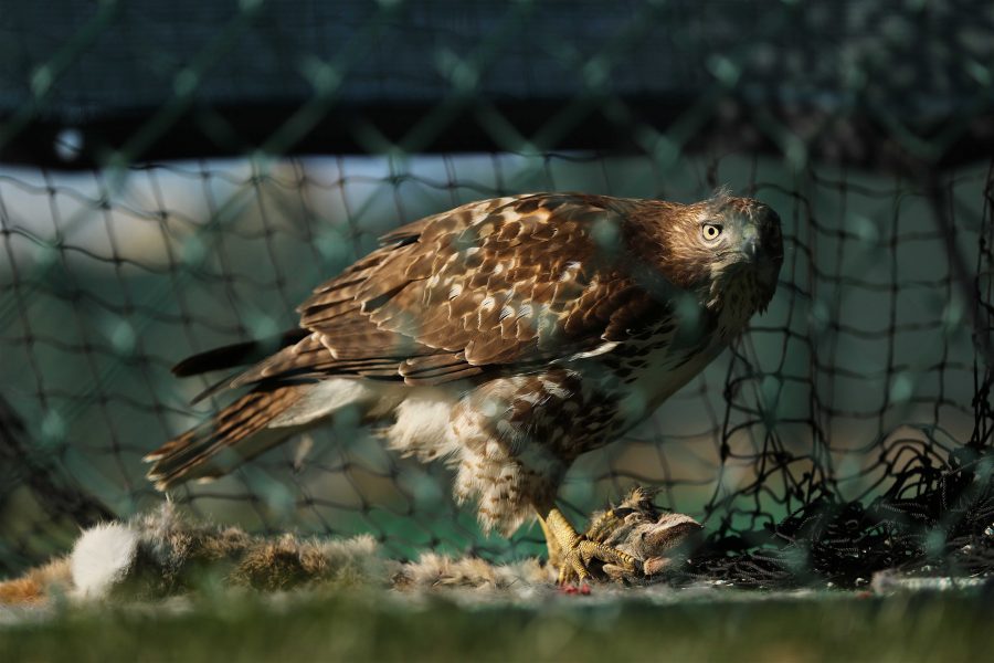 A Ferruginous Hawk feeds on a rabbit inside the practice batting nets by the softball field on Sunday morning. (Forrest Czarnecki | Collegian)