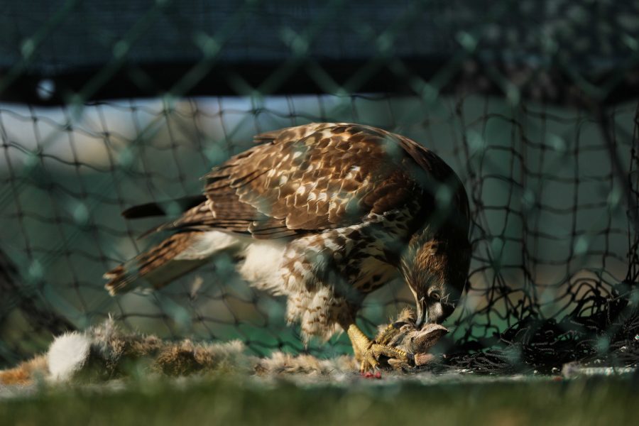 A Ferruginous Hawk feeds on a rabbit inside the practice batting nets by the softball field on Sunday morning. (Forrest Czarnecki | Collegian)