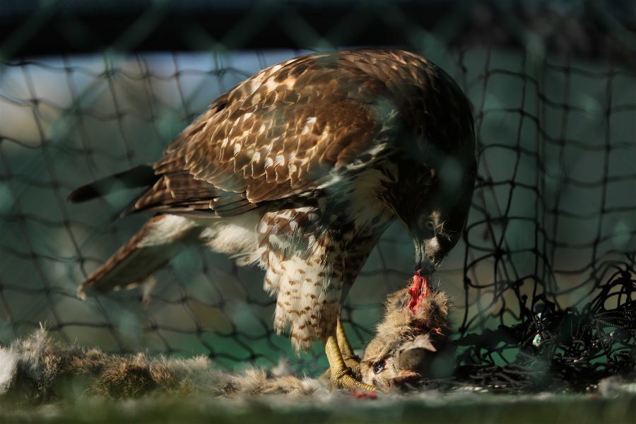 A Ferruginous Hawk feeds on a rabbit inside the practice batting nets by the softball field on Sunday morning. (Forrest Czarnecki | Collegian)