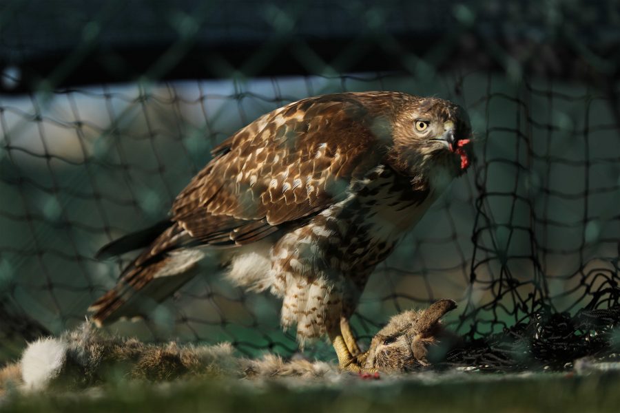 A Ferruginous Hawk feeds on a rabbit inside the practice batting nets by the softball field on Sunday morning. (Forrest Czarnecki | Collegian)