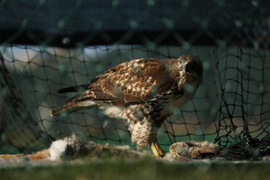 A Ferruginous Hawk feeds on a rabbit inside the practice batting nets by the softball field on Sunday morning. (Forrest Czarnecki | Collegian)