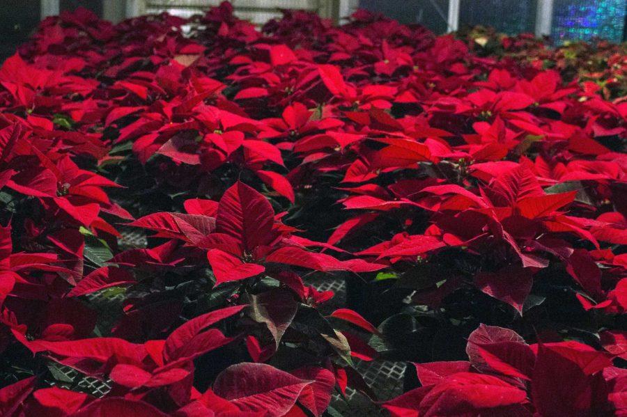 Dozens of Poinsettias, wreaths, and other holiday flowers were lined up inside the green house for purchase. The green house then led into a small gift shop for visitors to browse holiday trinkets and get warm. Photo credit: Brooke Buchan