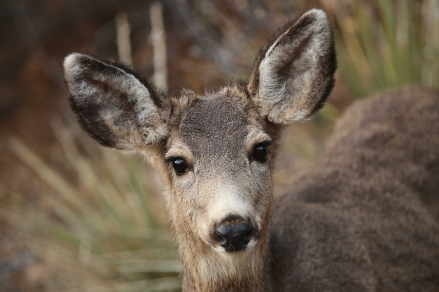 A doe mule deer is seen near Evergreen, Colorado during early January. Mule deer are one of the most common ungulates in Colorado, and in the winter time they grow a thicker, heavier coat of fur to keep them warm during colder temperatures. (Forrest Czarnecki | Collegian)