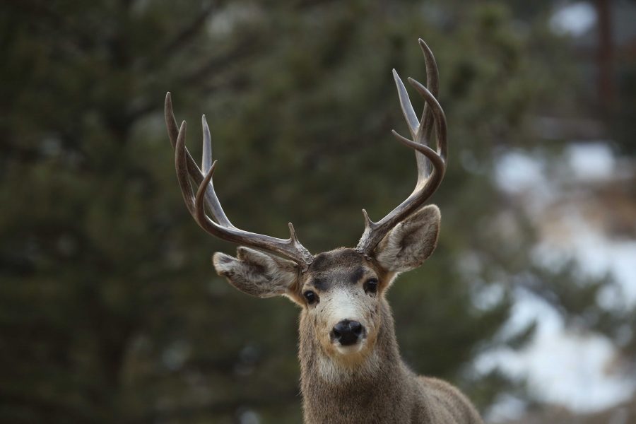 A mule deer buck is seen near Evergreen, Colorado during early January. Mule deer are one of the most common ungulates in Colorado, and in the winter time they grow a thicker, heavier coat of fur to keep them warm during colder temperatures. (Forrest Czarnecki | Collegian)
