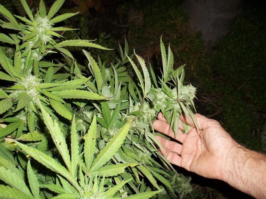 Ganja Grow Weed Leaves Plant Marijuana Cannabis