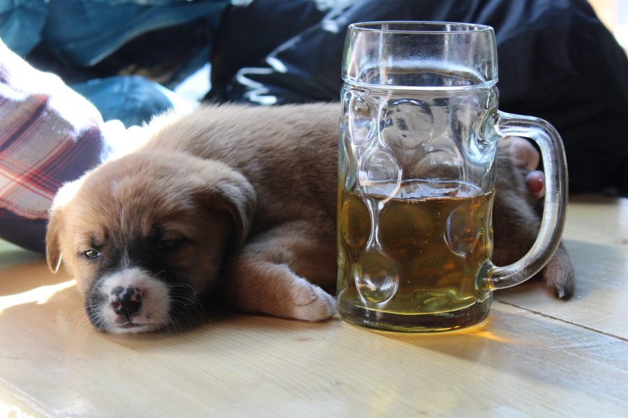 Puppies are usually a great pairing with beer. (Sarah Ehrlich | Collegian)