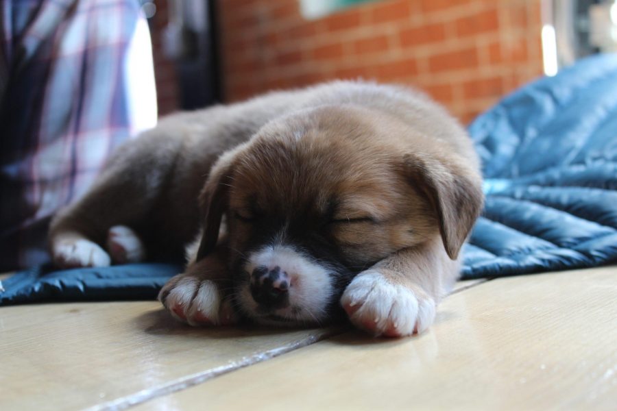 A lot of puppies were tuckered out from all the pets and cuddles they received from yoga-goers and puppy lovers alike. 