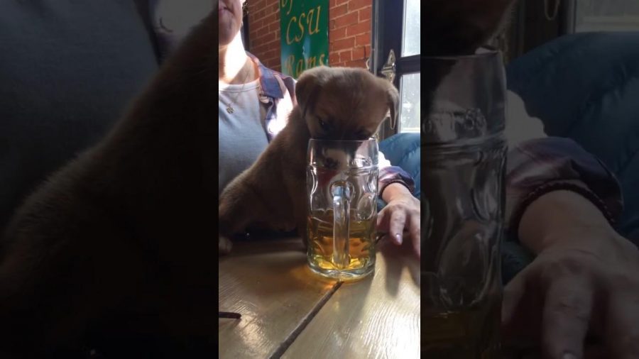 Puppies, yoga and beer come together for fundraiser at Prost Brewing Co.