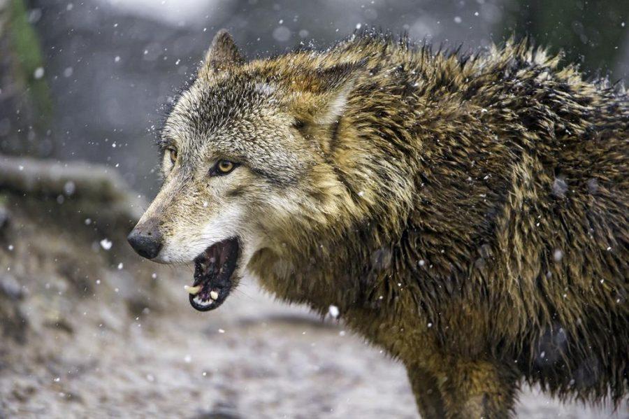 Wolf sanctuaries in Colorado