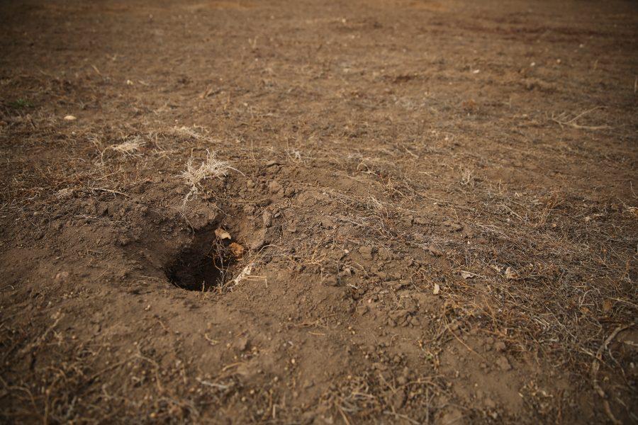 Plots of land near Lemay Avenue and Buckingham Street are devoid of prairie dogs, with only empty borrows remaining. The prairie dogs on the plots of land were euthanized in order for construction to begin on a new business development. (Forrest Czarnecki | Collegian)