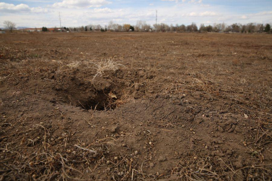 Plots of land near Lemay Avenue and Buckingham Street are devoid of prairie dogs, with only empty borrows remaining. The prairie dogs on the plots of land were euthanized in order for construction to begin on a new business development. (Forrest Czarnecki | Collegian)