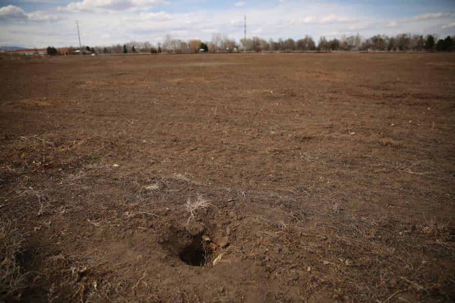 Plots of land near Lemay Avenue and Buckingham Street are devoid of prairie dogs, with only empty borrows remaining. The prairie dogs on the plots of land were euthanized in order for construction to begin on a new business development. (Forrest Czarnecki | Collegian)