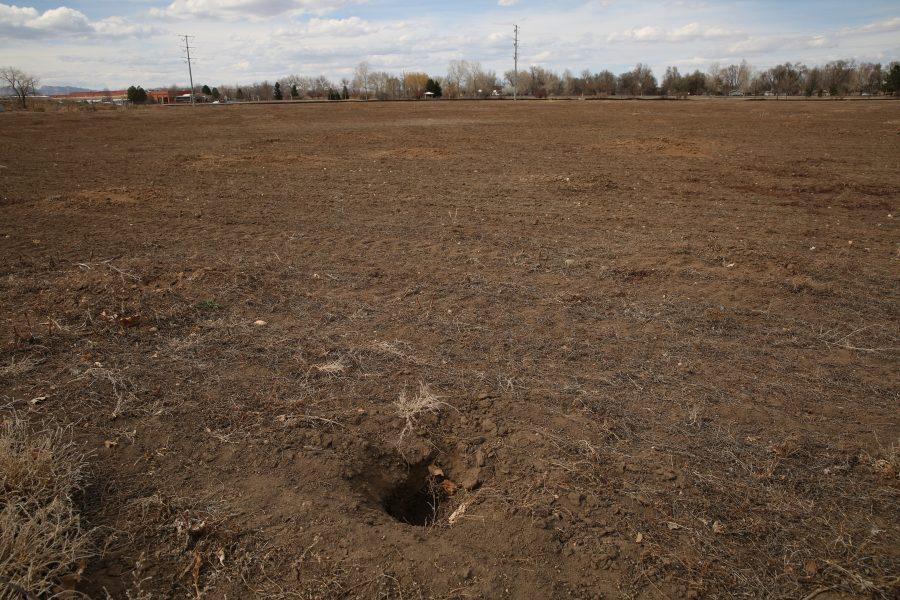 Plots of land near Lemay Avenue and Buckingham Street are devoid of prairie dogs, with only empty borrows remaining. The prairie dogs on the plots of land were euthanized in order for construction to begin on a new business development. (Forrest Czarnecki | Collegian)