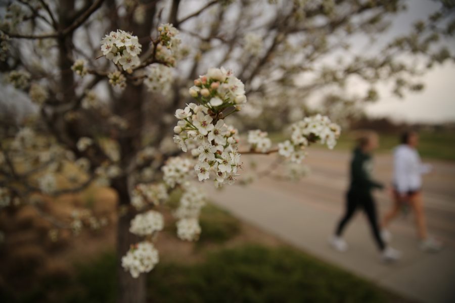 Trees by the Colorado State University Rec Center begin to bud out and develop flowers following the recent warm weather. (Forrest Czarnecki | Collegian)