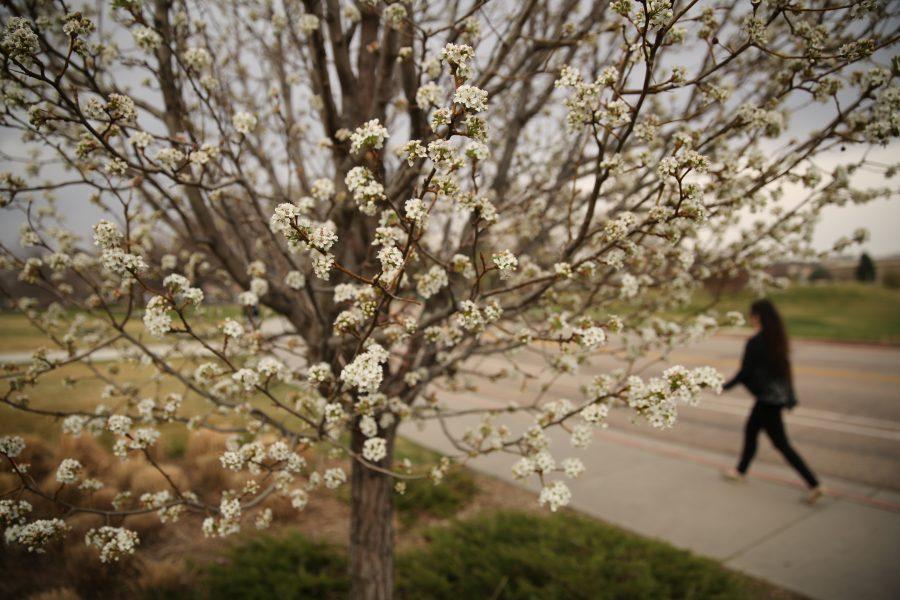Trees by the Colorado State University Rec Center begin to bud out and develop flowers following the recent warm weather. (Forrest Czarnecki | Collegian)