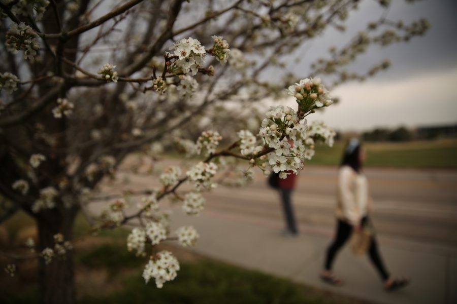 Trees by the Colorado State University Rec Center begin to bud out and develop flowers following the recent warm weather. (Forrest Czarnecki | Collegian)