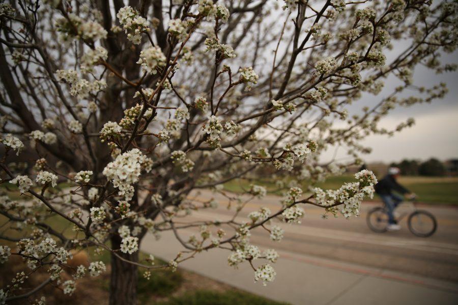 Trees by the Colorado State University Rec Center begin to bud out and develop flowers following the recent warm weather. (Forrest Czarnecki | Collegian)