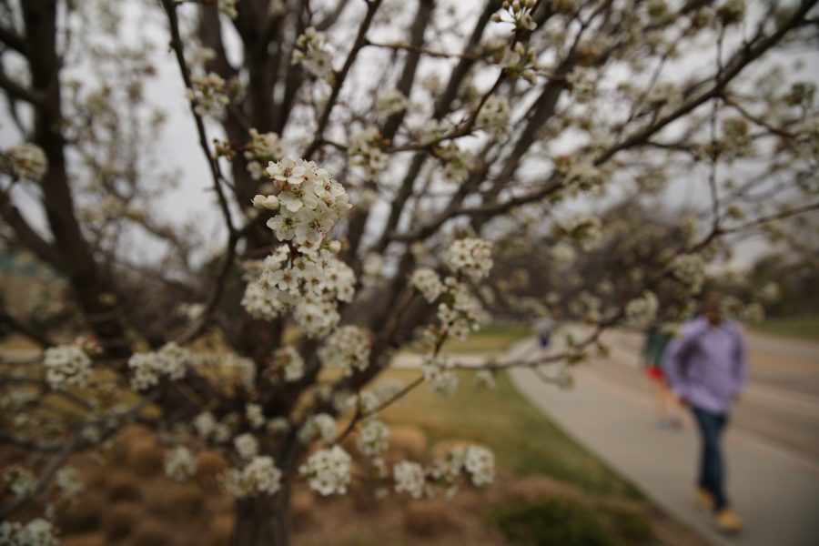 Trees by the Colorado State University Rec Center begin to bud out and develop flowers following the recent warm weather. (Forrest Czarnecki | Collegian)