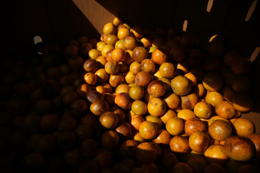 Boxes filled with oranges are pictured at an event put on by SLiCE and the Larimer County Food Bank on Thursday afternoon in front of the Sherwood Forest. The event was put on to help fight food insecurity at Colorado State University. (Forrest Czarnecki | Collegian)