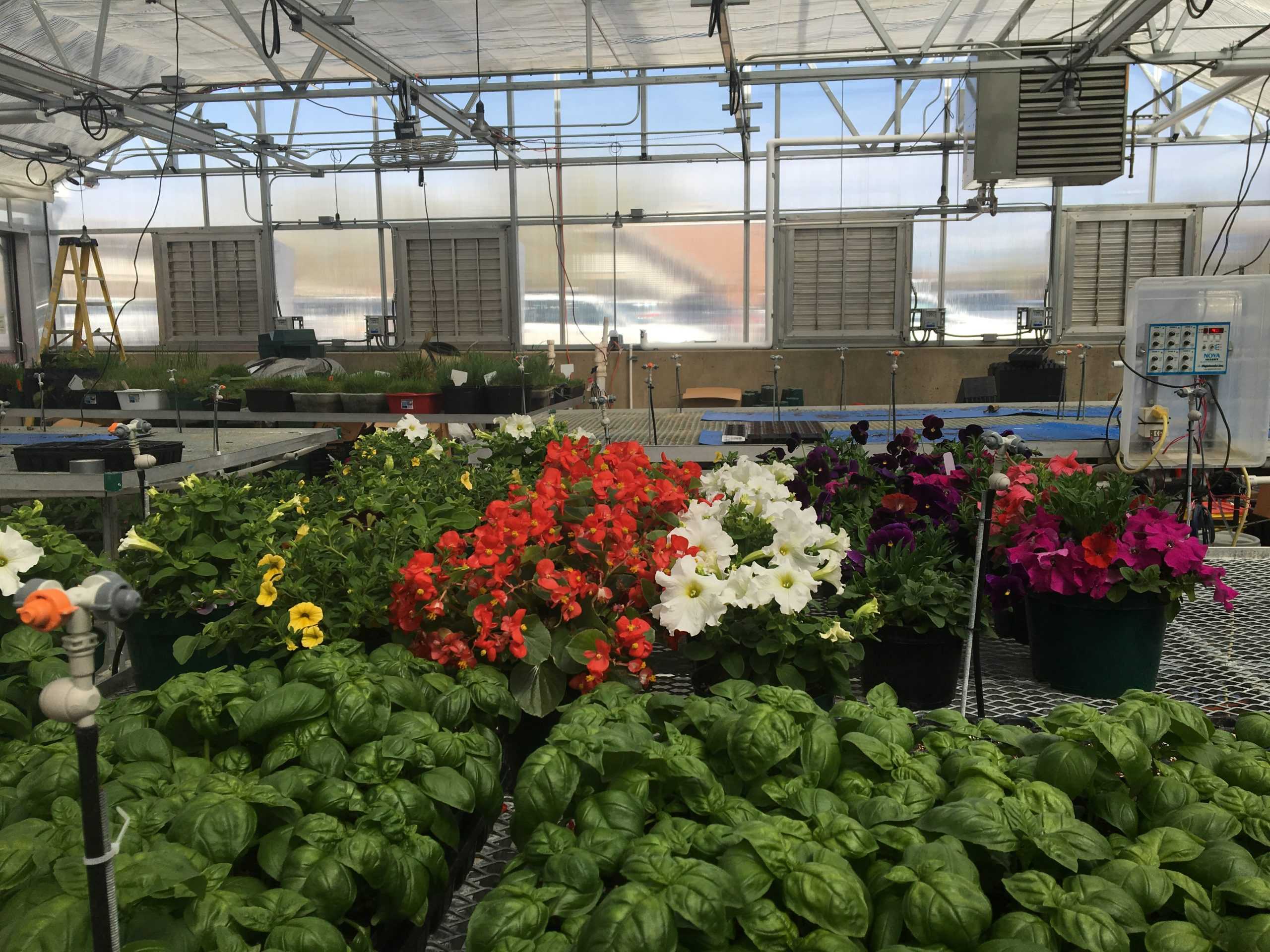 green and red plants in greenhouse