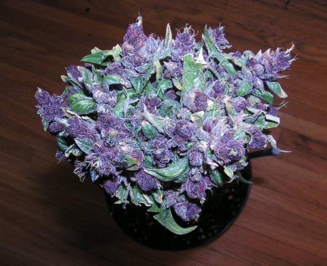 Purple Marijuana (Photo courtesy of Wikimedia Commons)