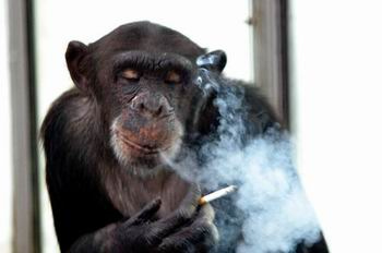 smoking monkey.jpg