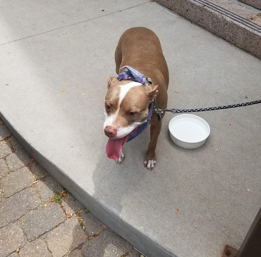 Roxie, 7 years, waits patiently for her owners to finish dinner tied to the patio at Blue Agave Grill. Photo: Mikaela Rodenbaugh | Collegian Photo credit: Mikaela Rodenbaugh