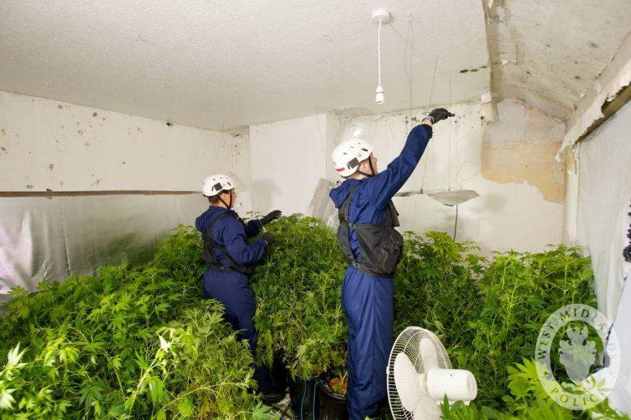 A cannabis factory discovered in a residential house in Sandwe is dismantled and destroyed by the dedicated cannabis disposal team.