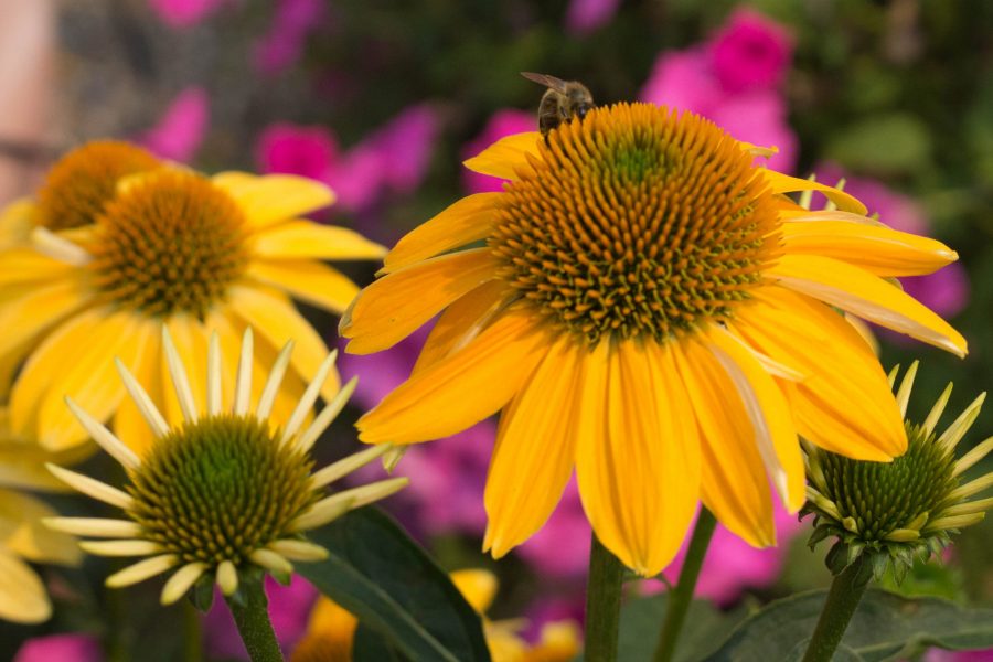 A bee lands on a Sombrero Grande Gold echinacea flower at the UCA Trial Gardens. (Ashley Potts | Collegian)