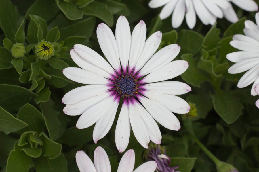 An Ostica Amethyst osteospermum flower at the UCA Trial Gardens. (Josh Contreras | Collegian)