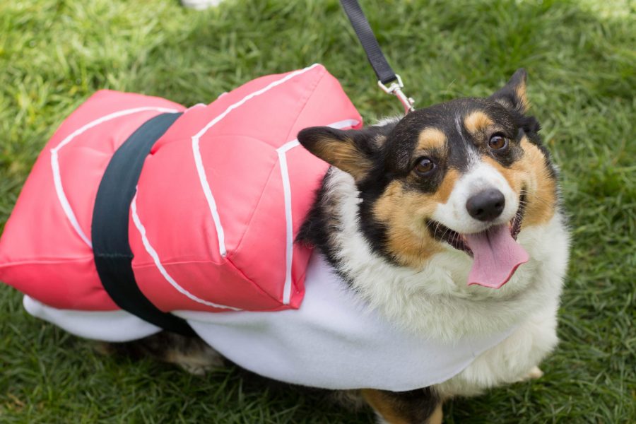 Penny the Corgi, dressed as a piece of sushi, smiles for the camera during the 3rd Annual Tour de Corgi at Civic Center Park on Saturday. (Ashley Potts | Collegian)