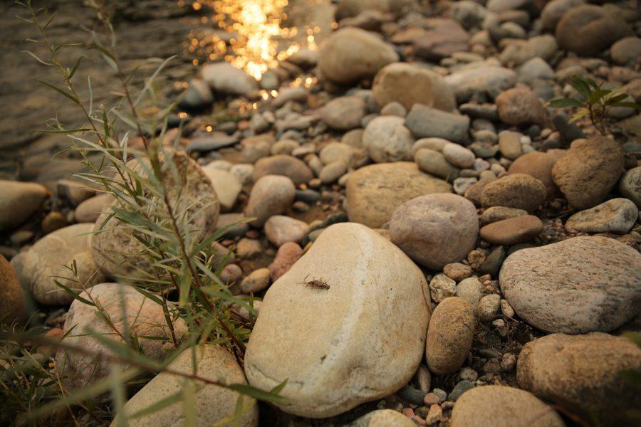 A stonefly molt casing sits on a river rock along the Poudre River at sunset as the river flows through Fort Collins on September 4th. (Forrest Czarnecki | The Collegian)